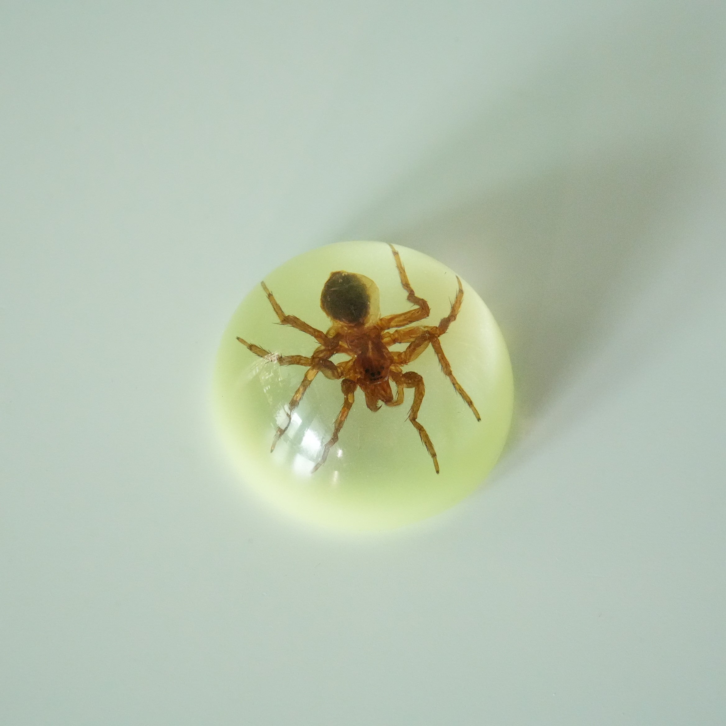 SCORPION＆SPIDER MAGNET GID