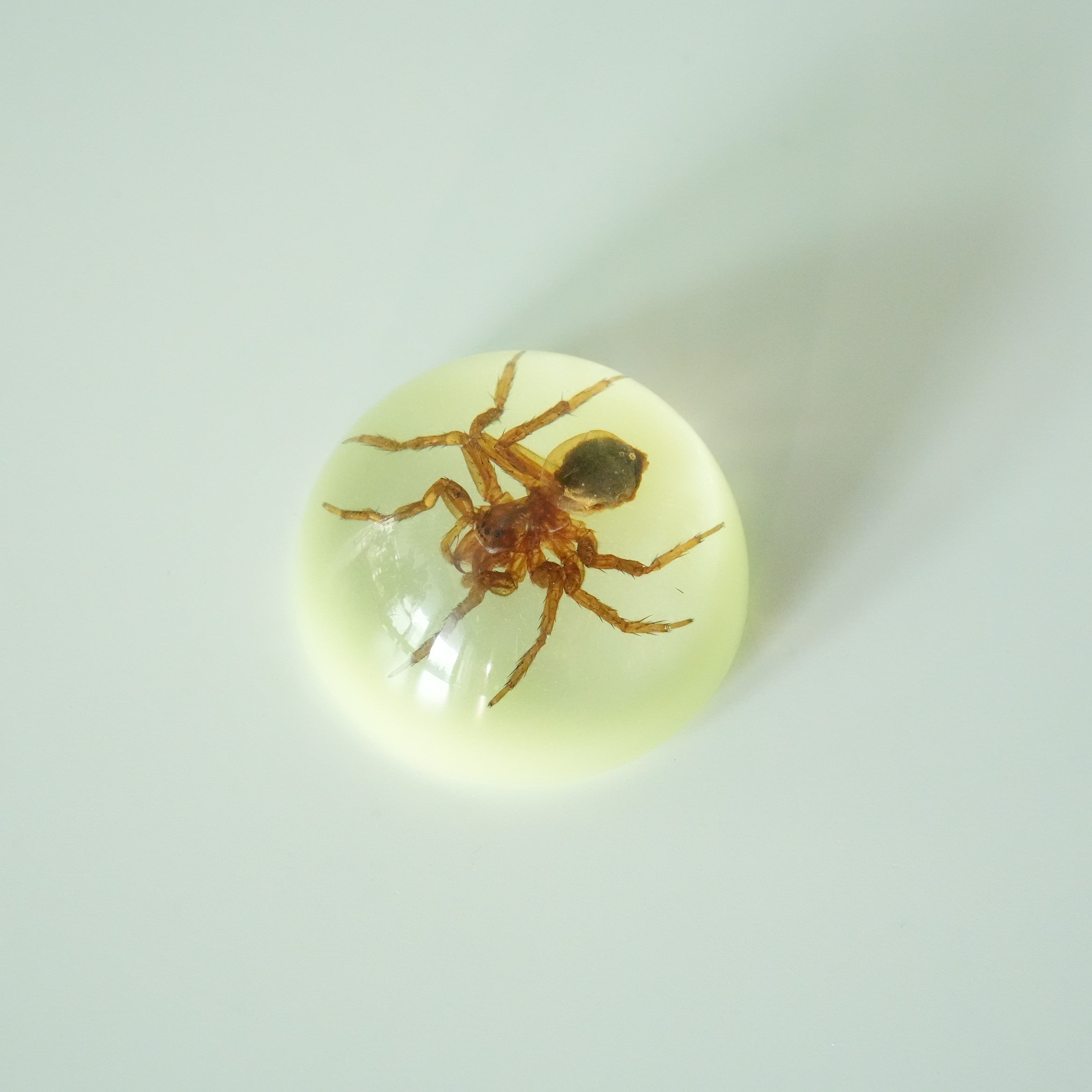 SCORPION＆SPIDER MAGNET GID