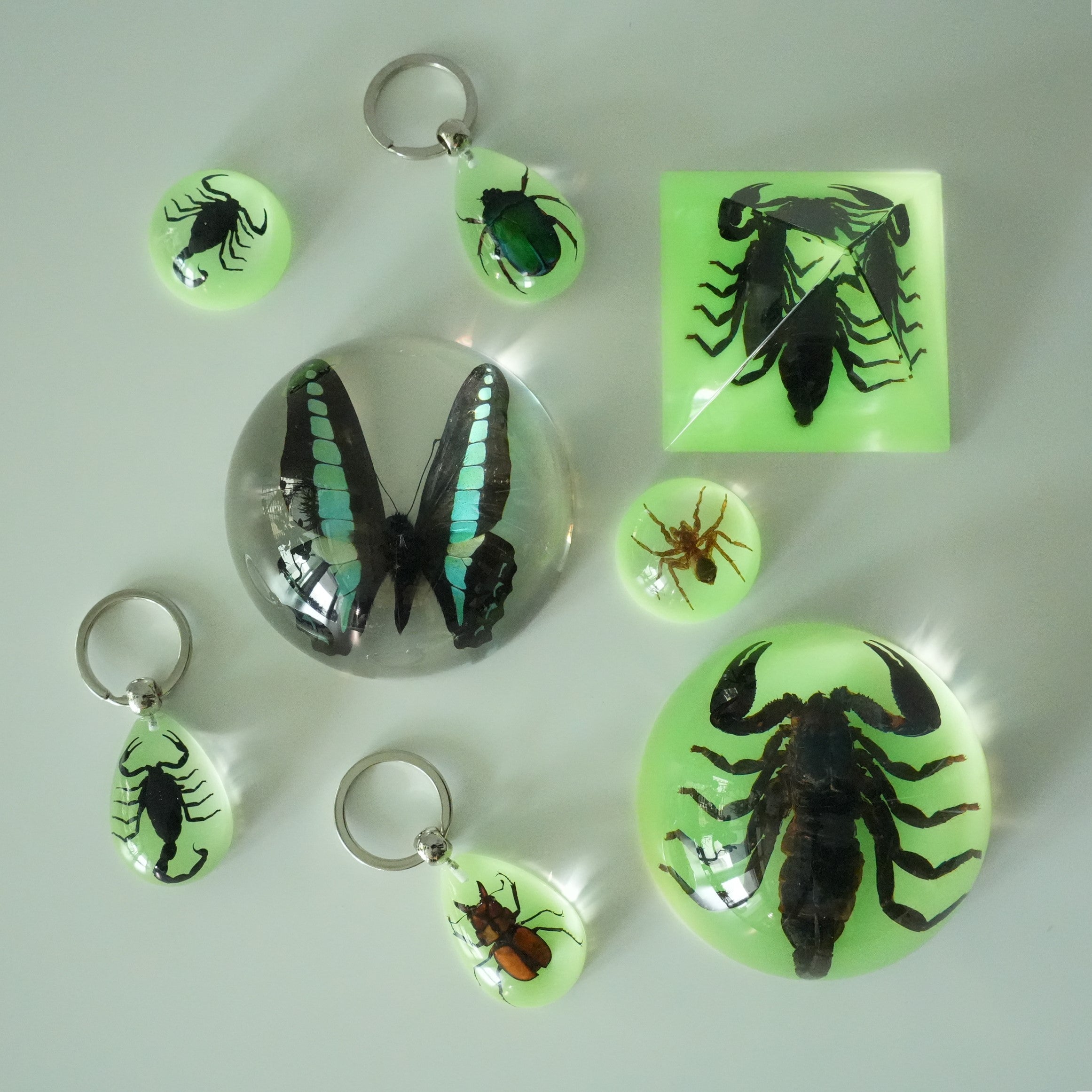 SCORPION＆SPIDER MAGNET GID
