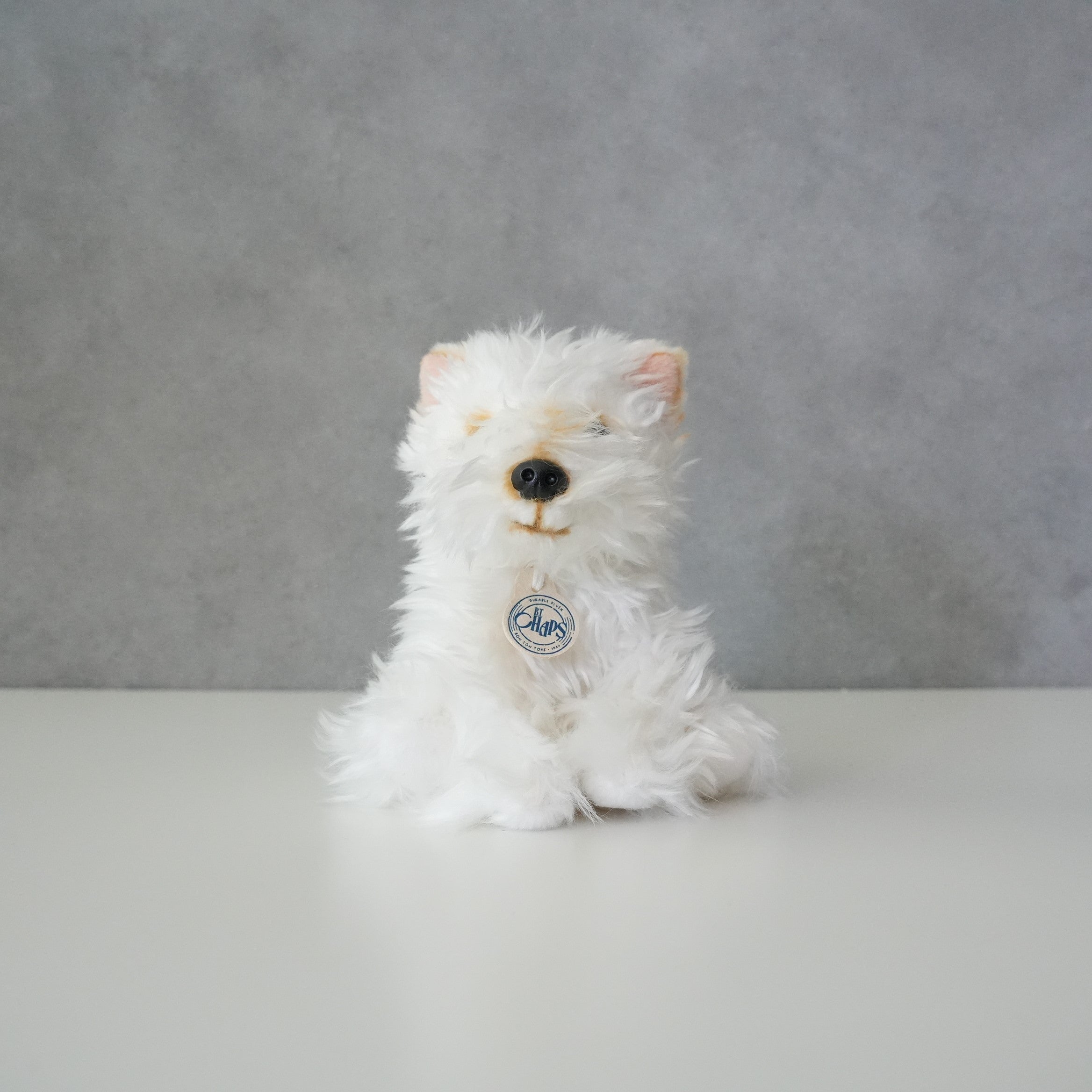 B.T. CHAPS / Scottish Terrier