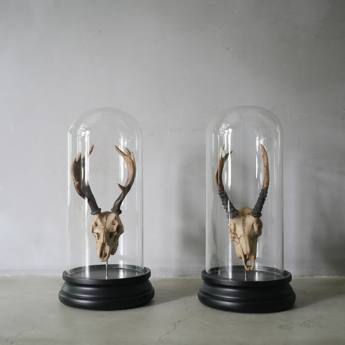Deer Skull Object