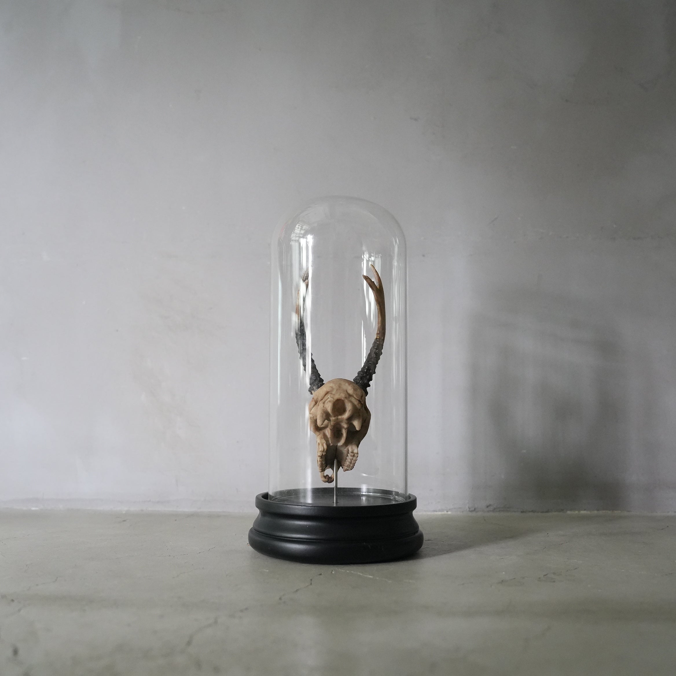 Deer Skull Object