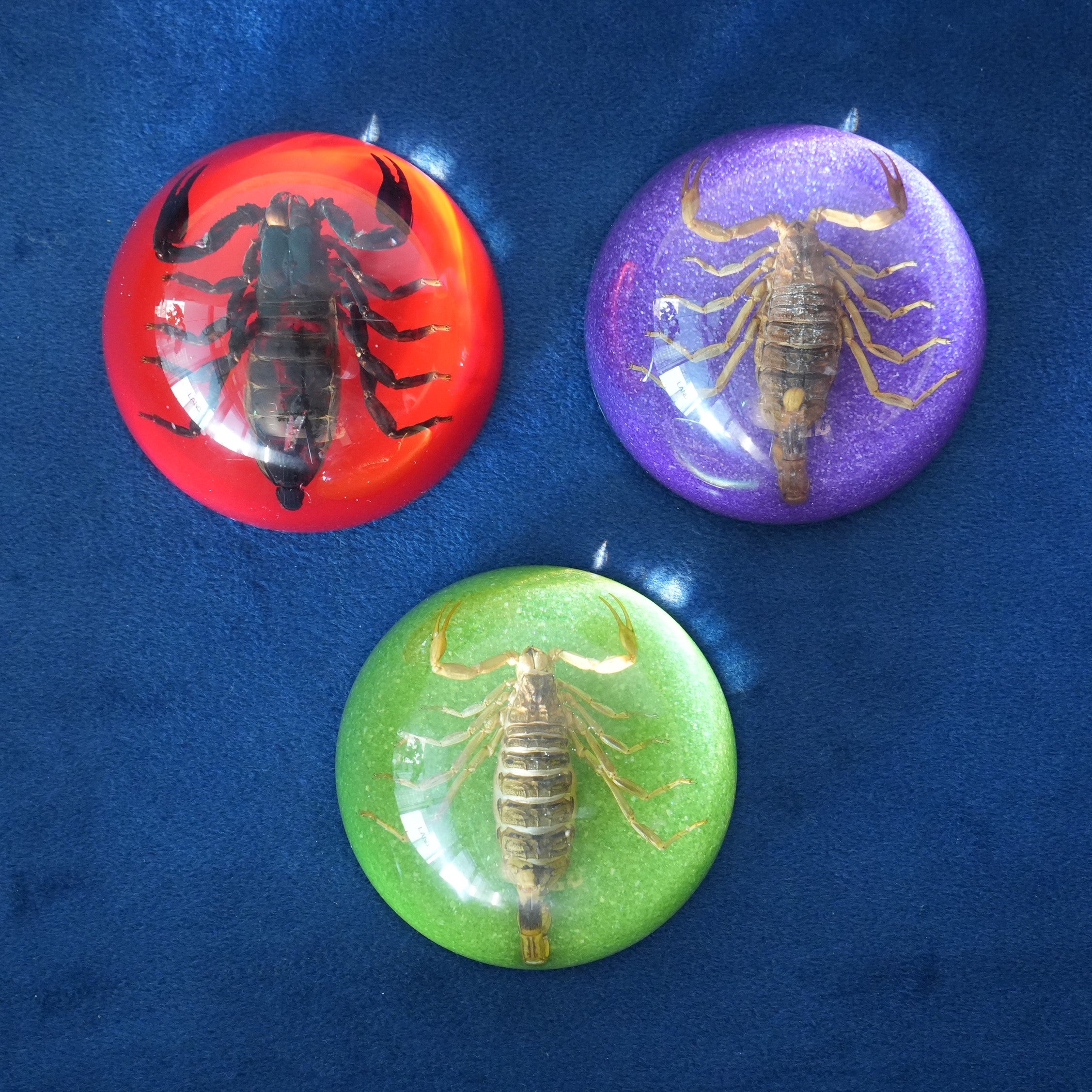 BLACK SCORPION DOME COLOR