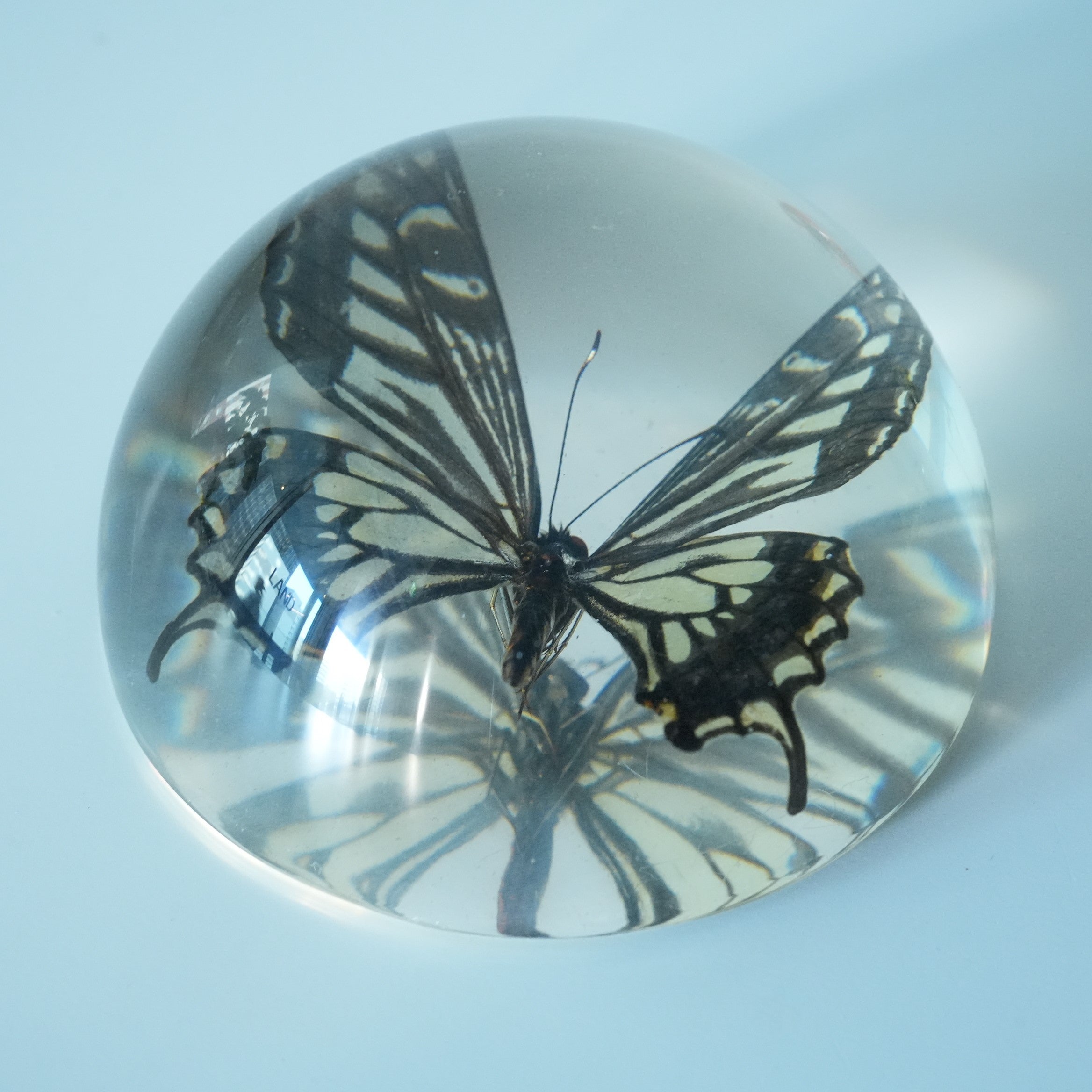 ASIAN SWALLOWTAIL BUTTERFLY DOME