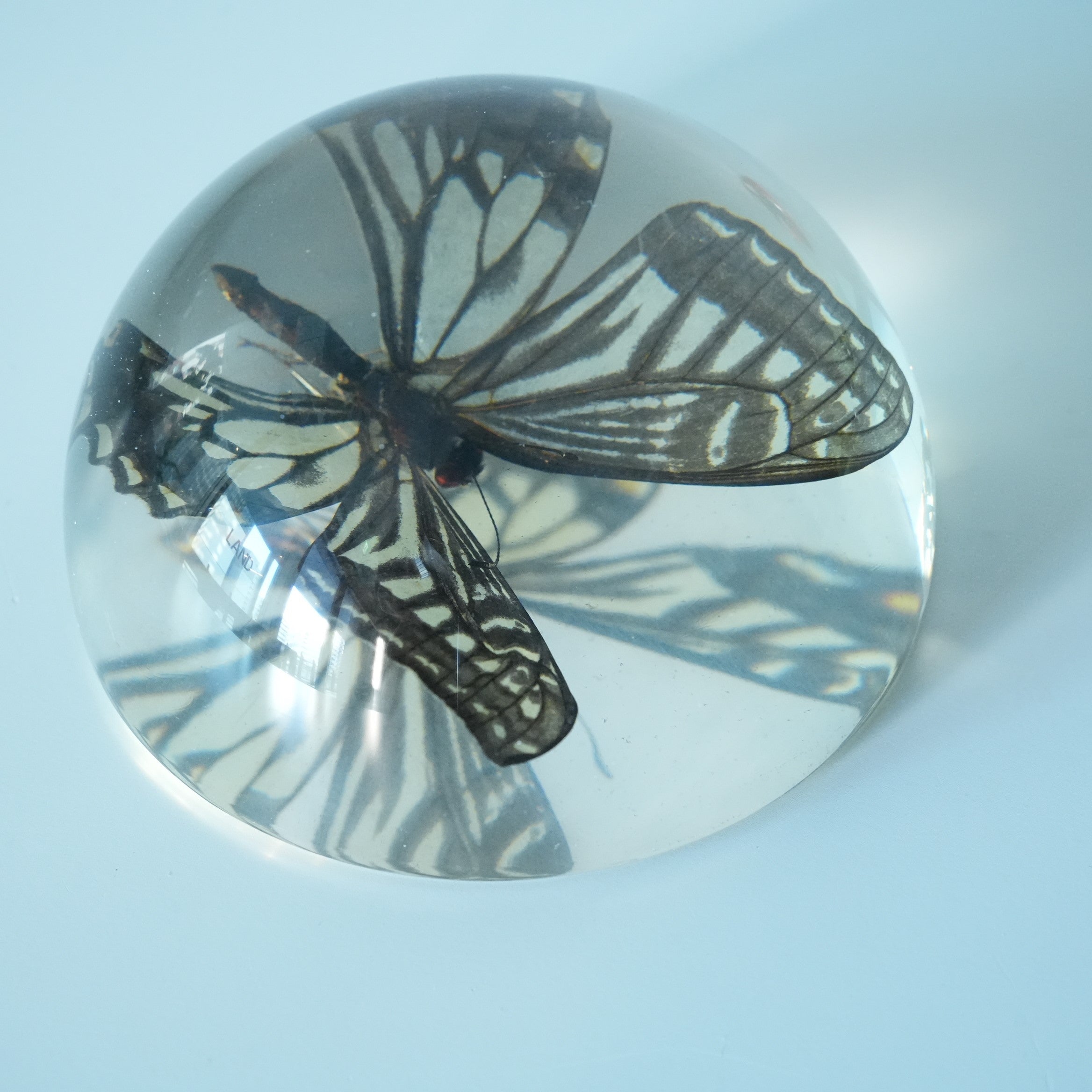 ASIAN SWALLOWTAIL BUTTERFLY DOME