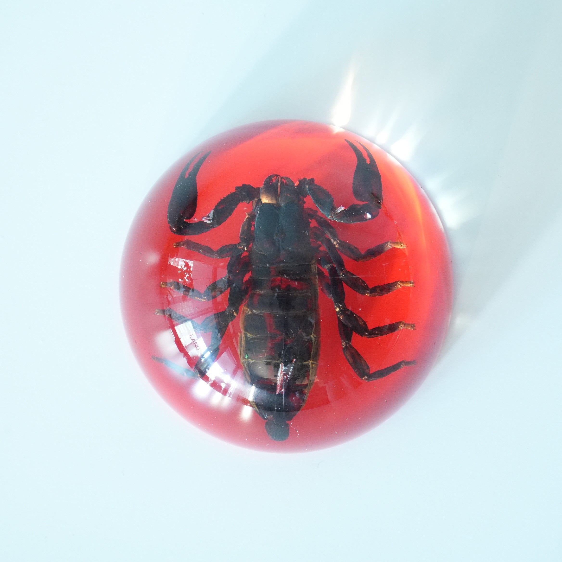 BLACK SCORPION DOME COLOR