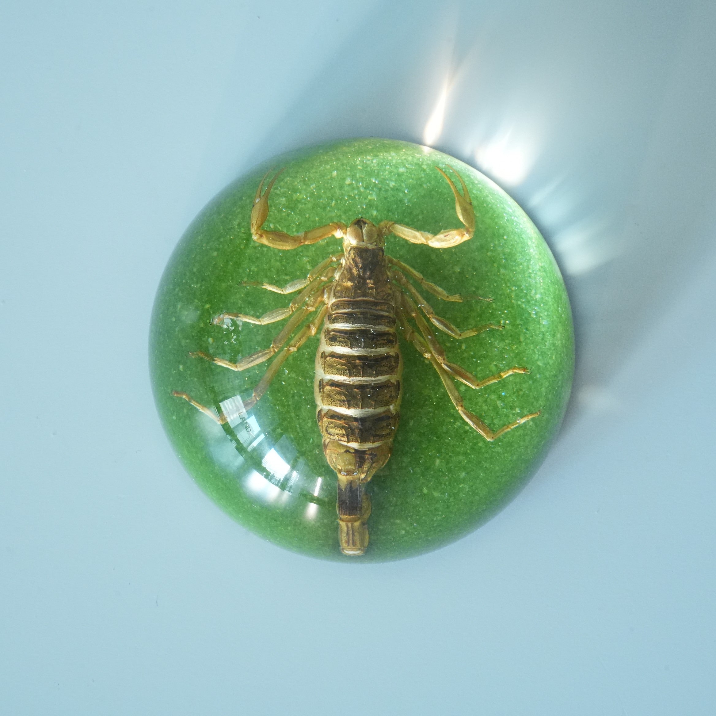 BLACK SCORPION DOME COLOR