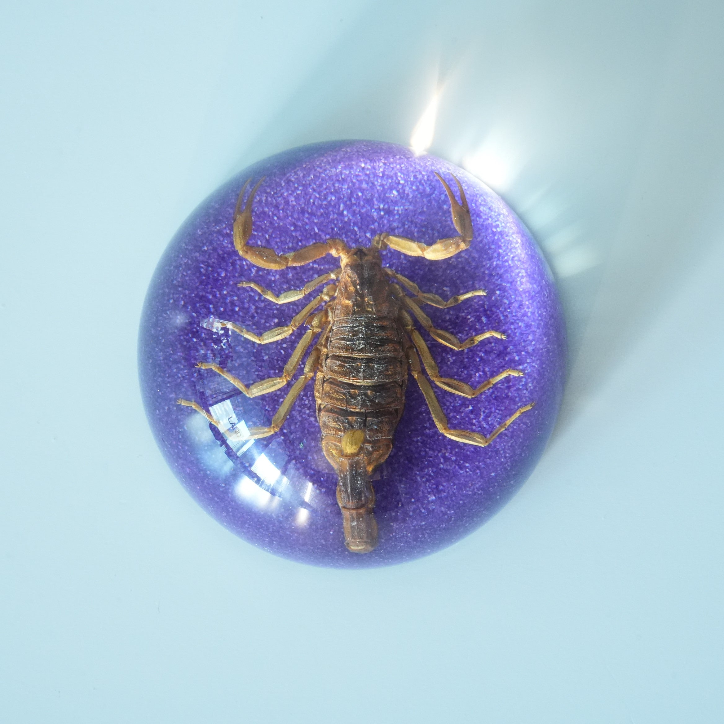 BLACK SCORPION DOME COLOR