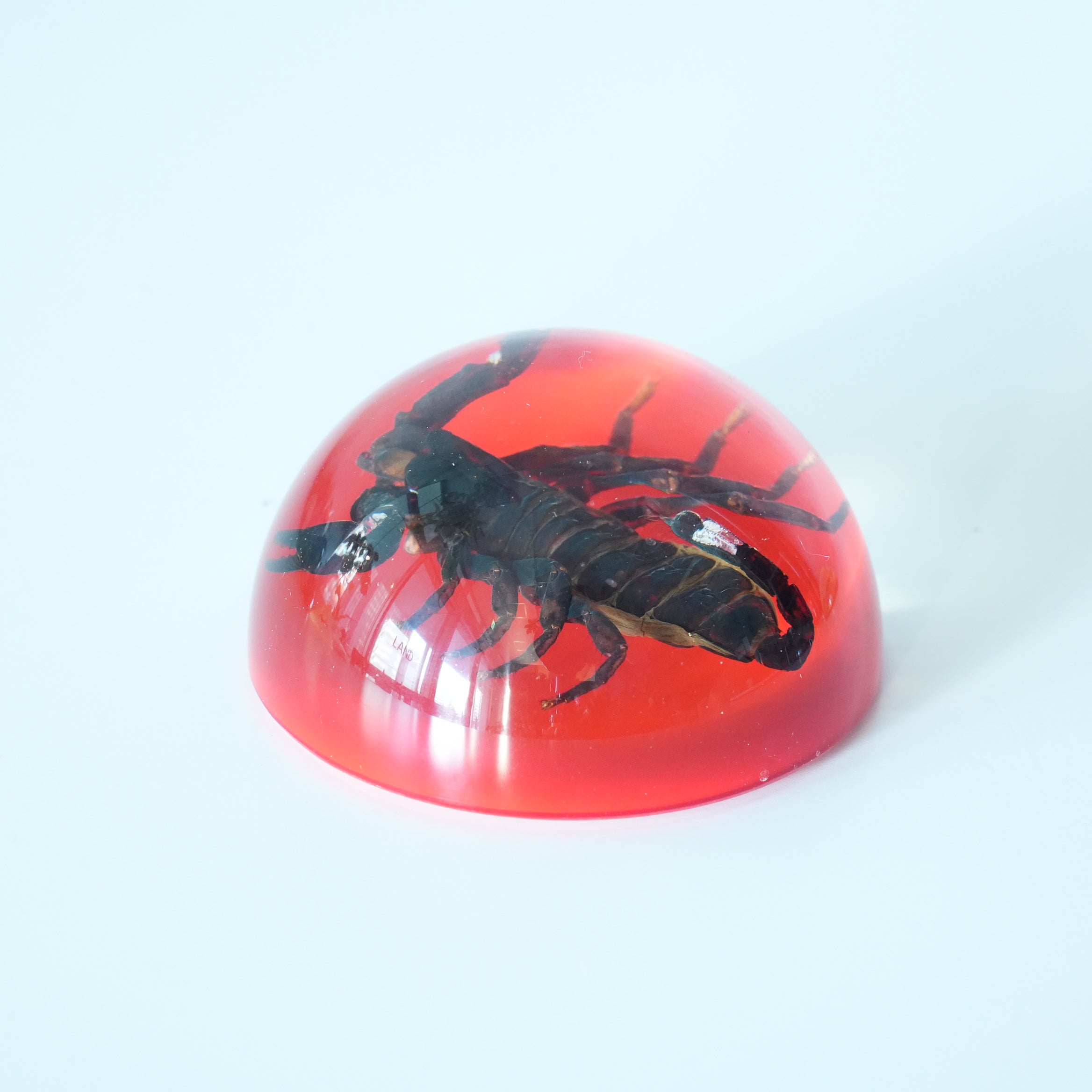 BLACK SCORPION DOME COLOR
