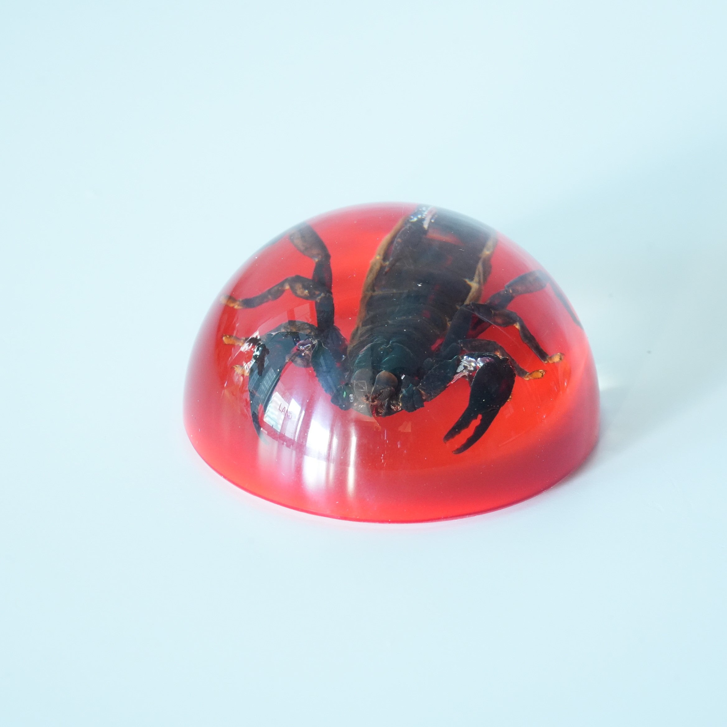 BLACK SCORPION DOME COLOR