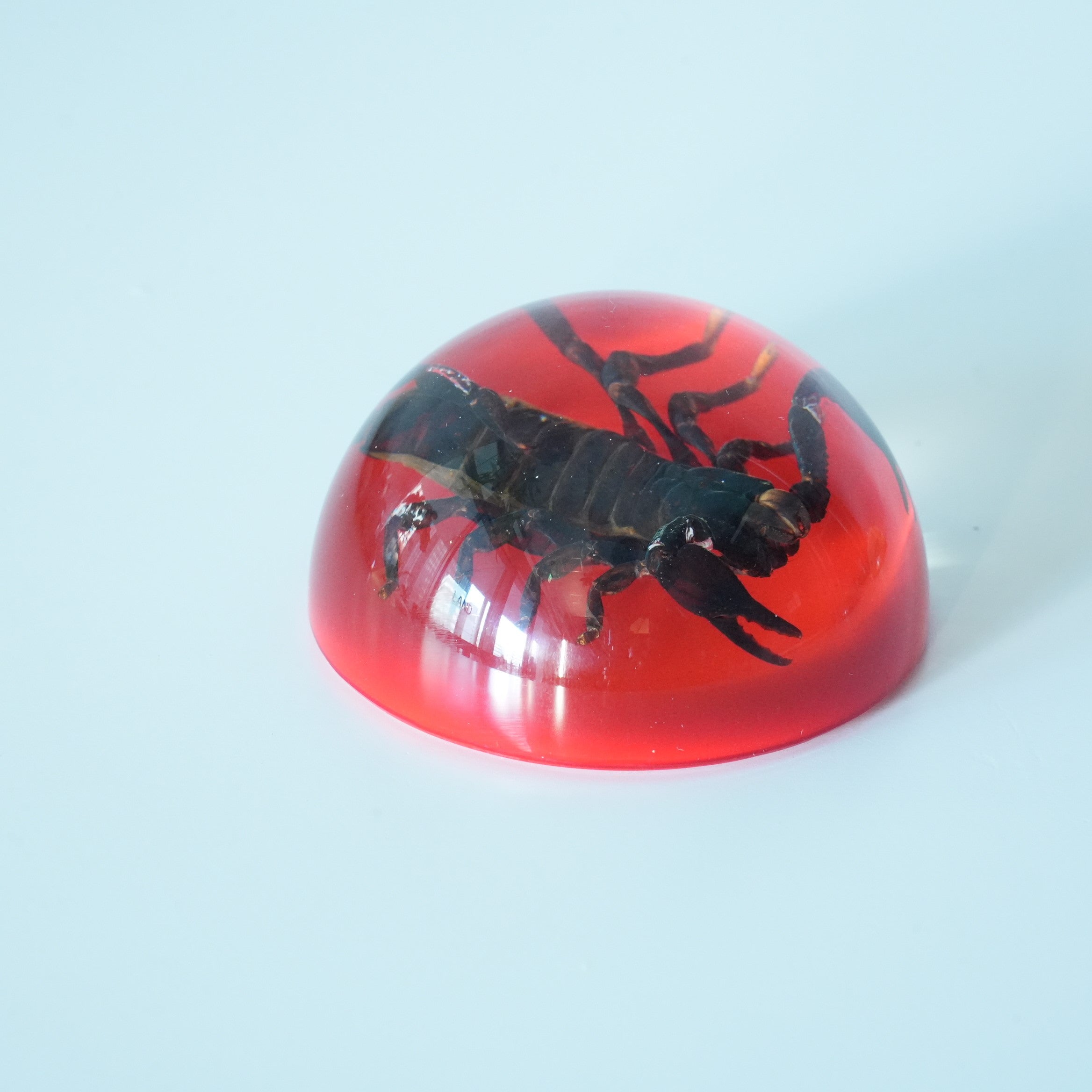 BLACK SCORPION DOME COLOR
