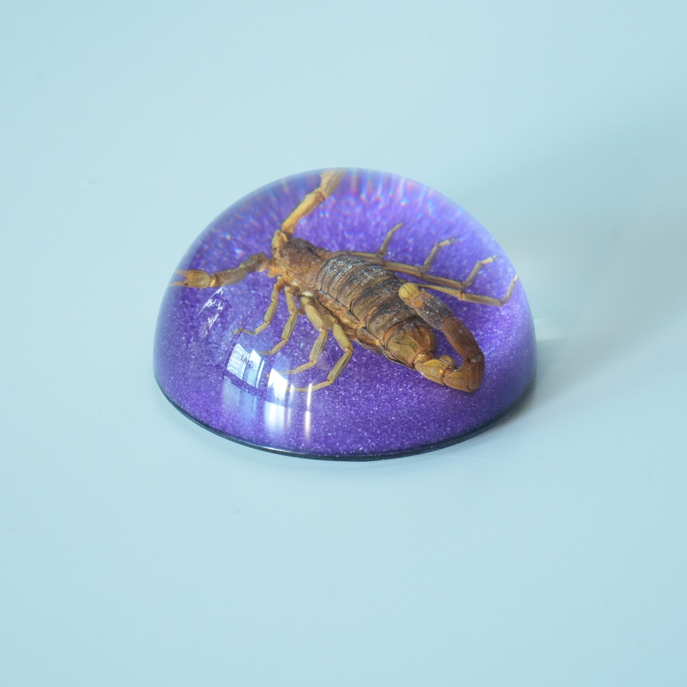 BLACK SCORPION DOME COLOR