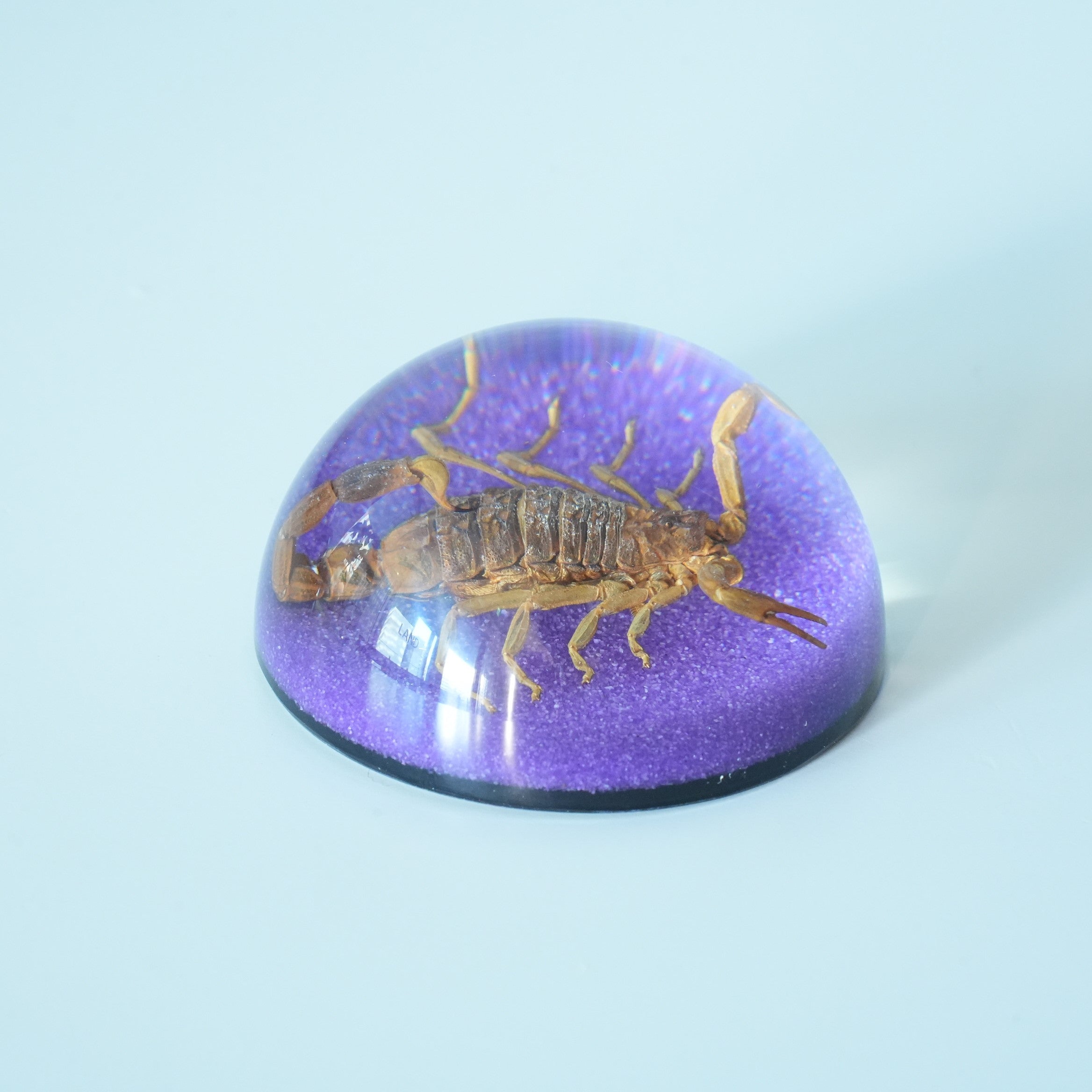 BLACK SCORPION DOME COLOR