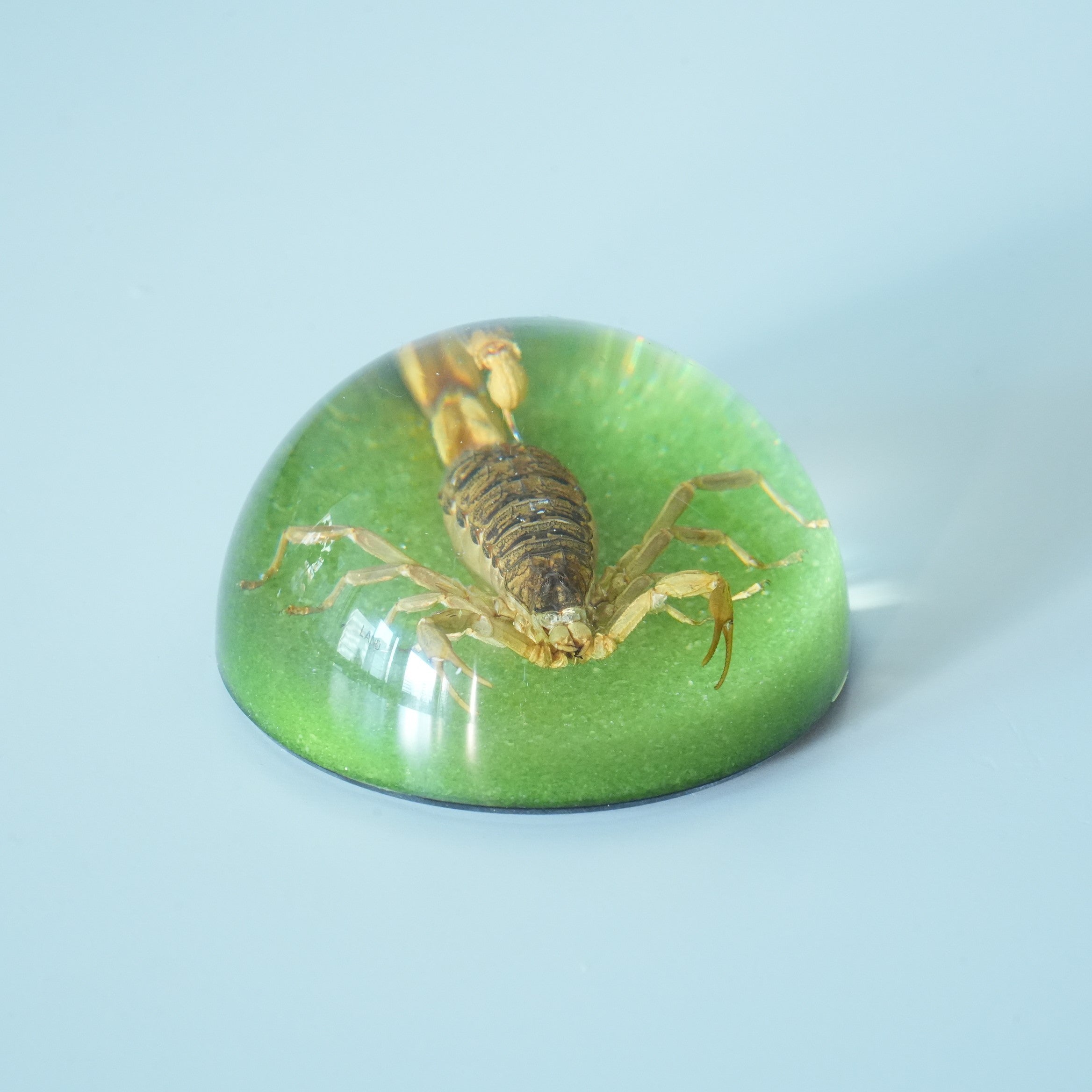 BLACK SCORPION DOME COLOR