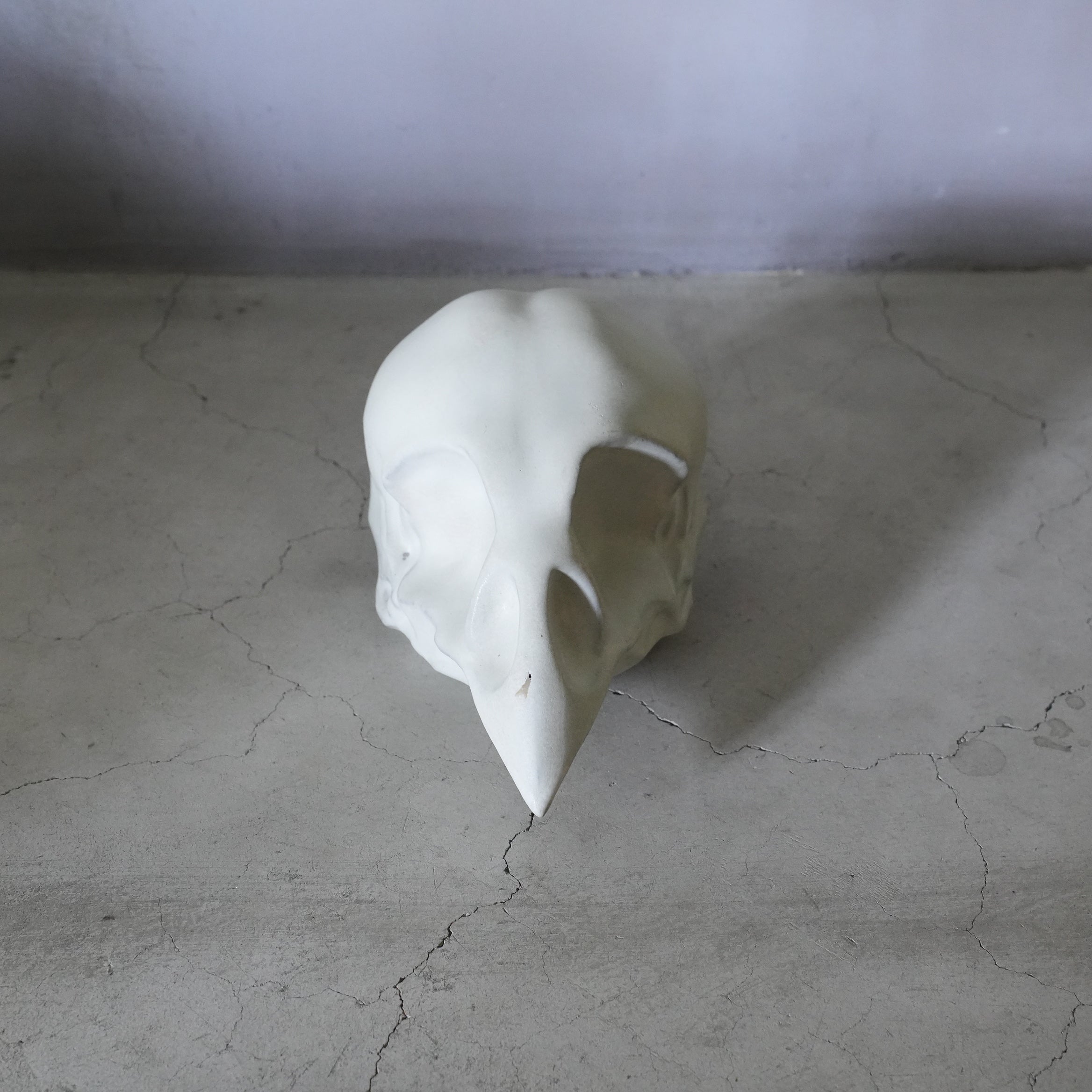 Bird Skull BSK-002-02