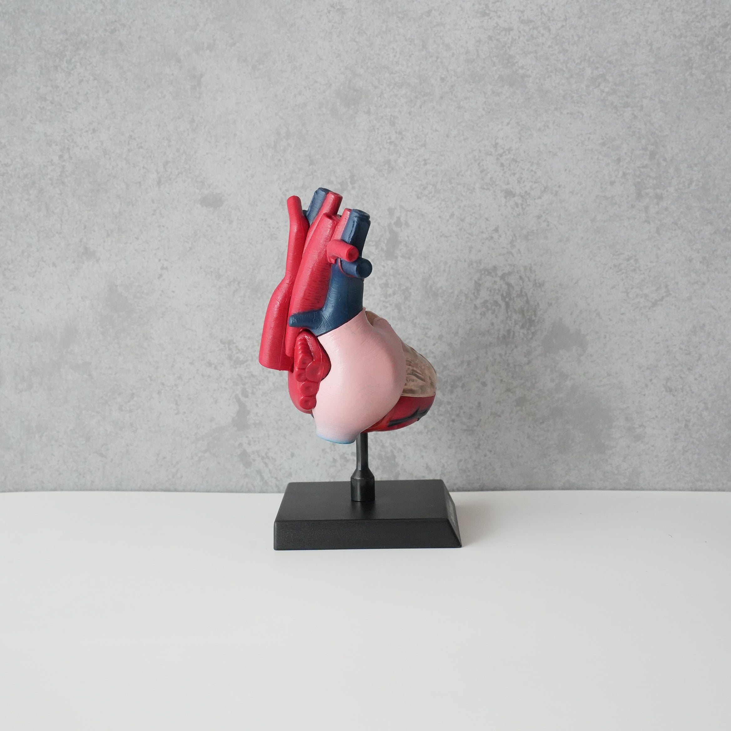 HEART MODEL