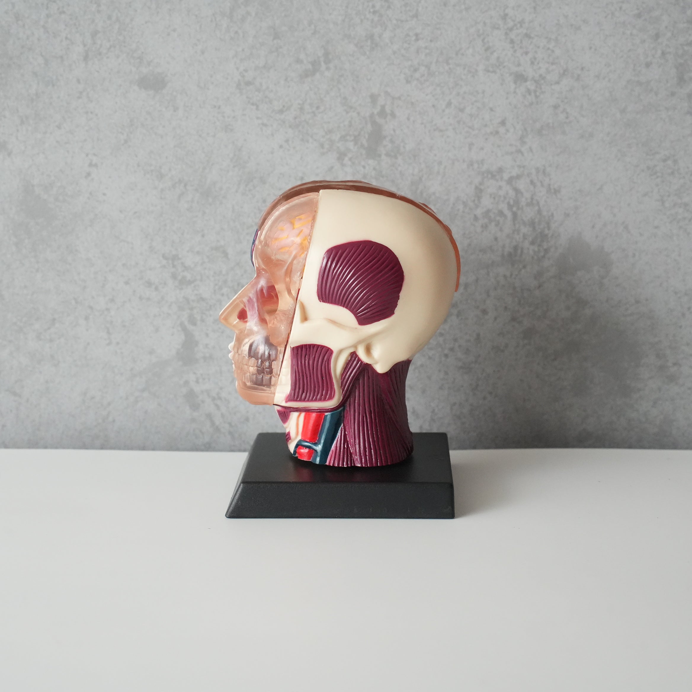 BRAIN&SKULL MODEL