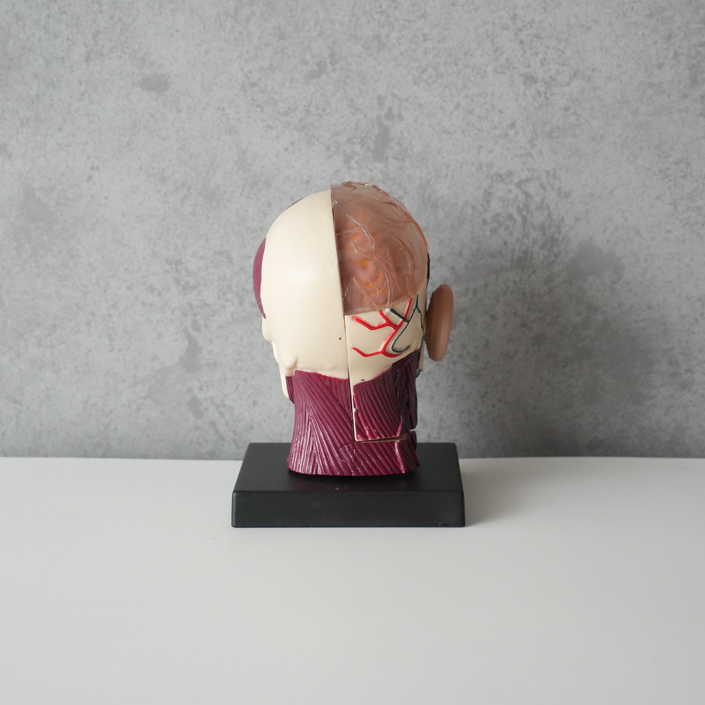 BRAIN&SKULL MODEL