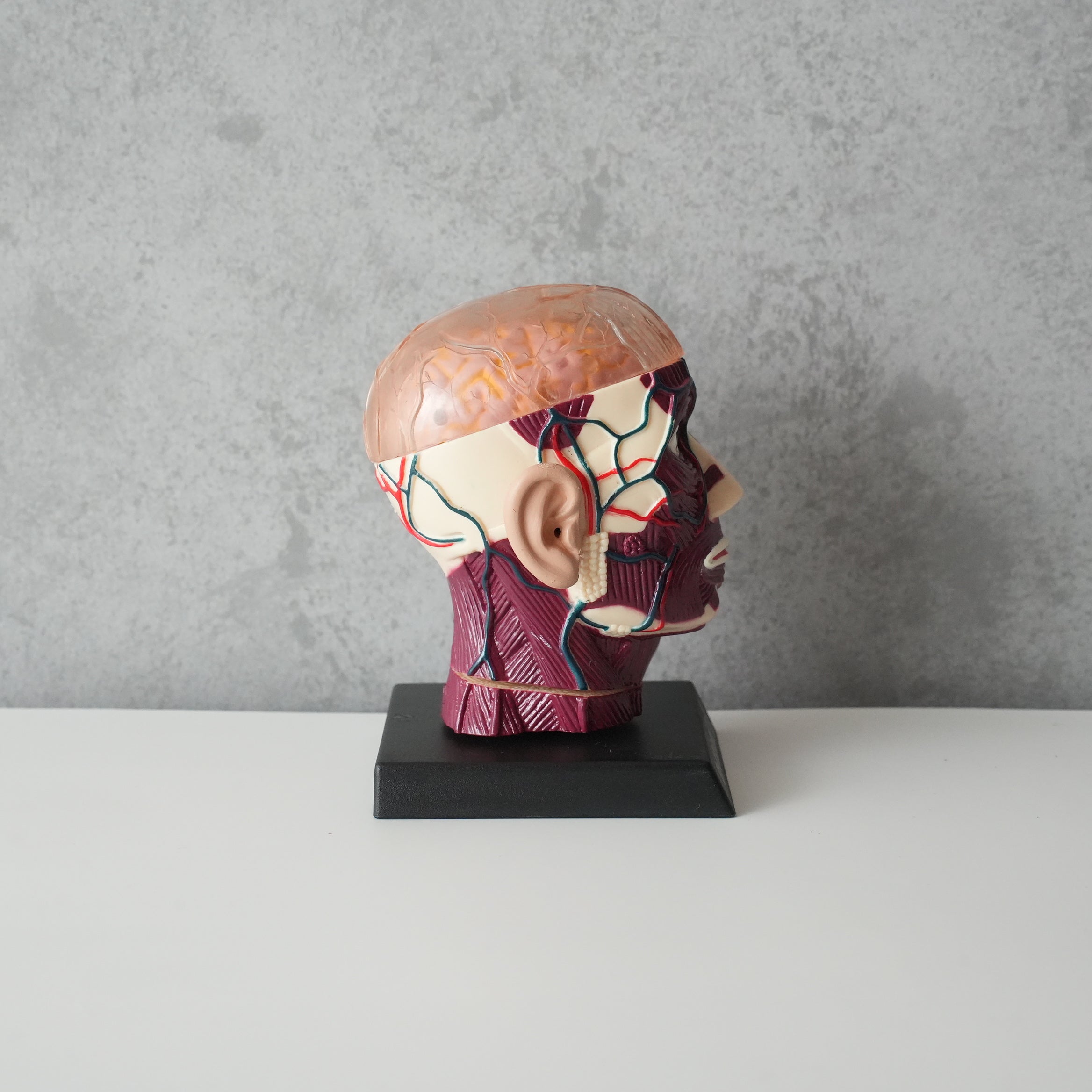 BRAIN&SKULL MODEL