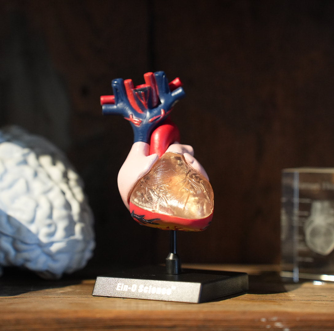 HEART MODEL