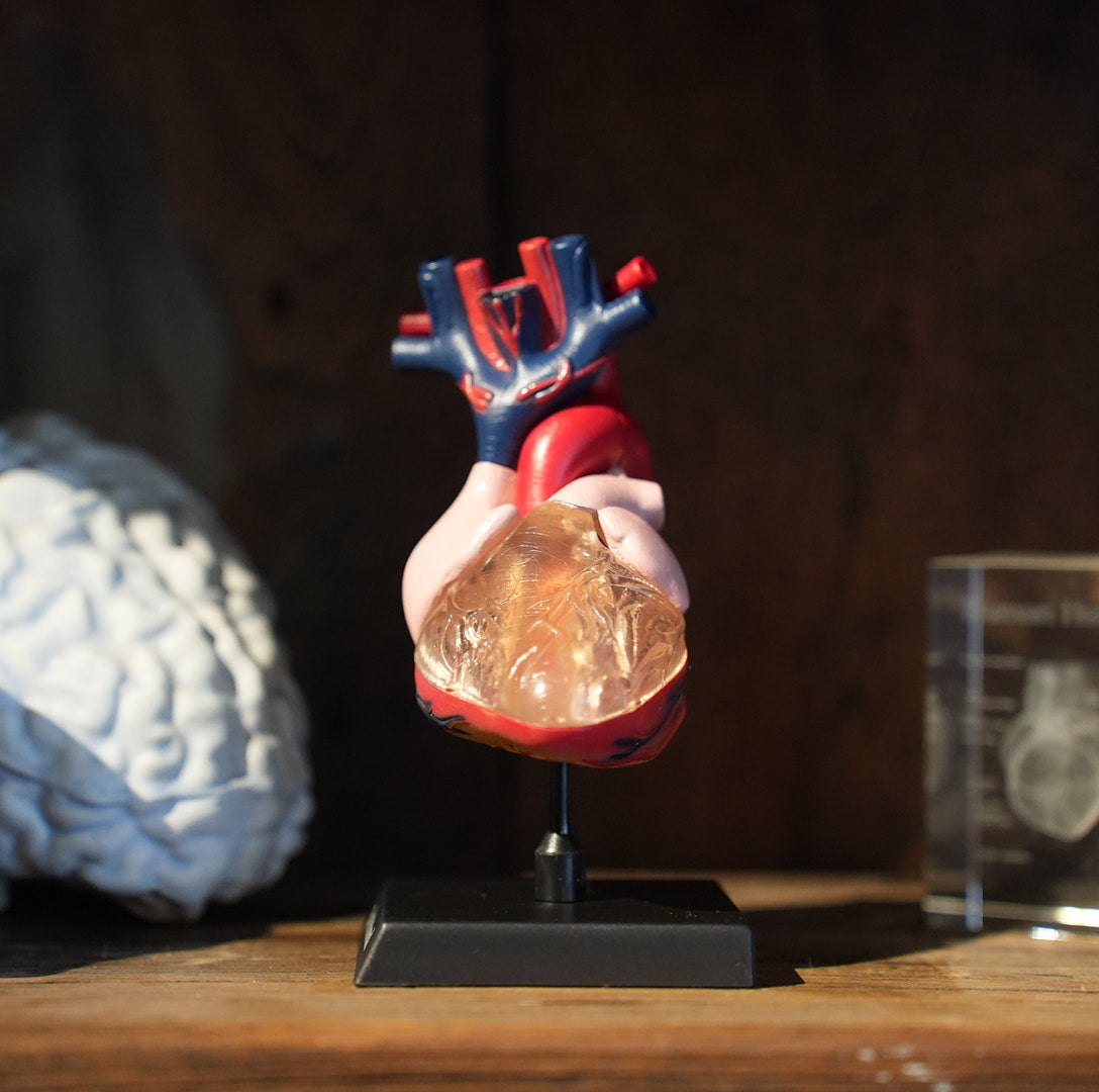 HEART MODEL