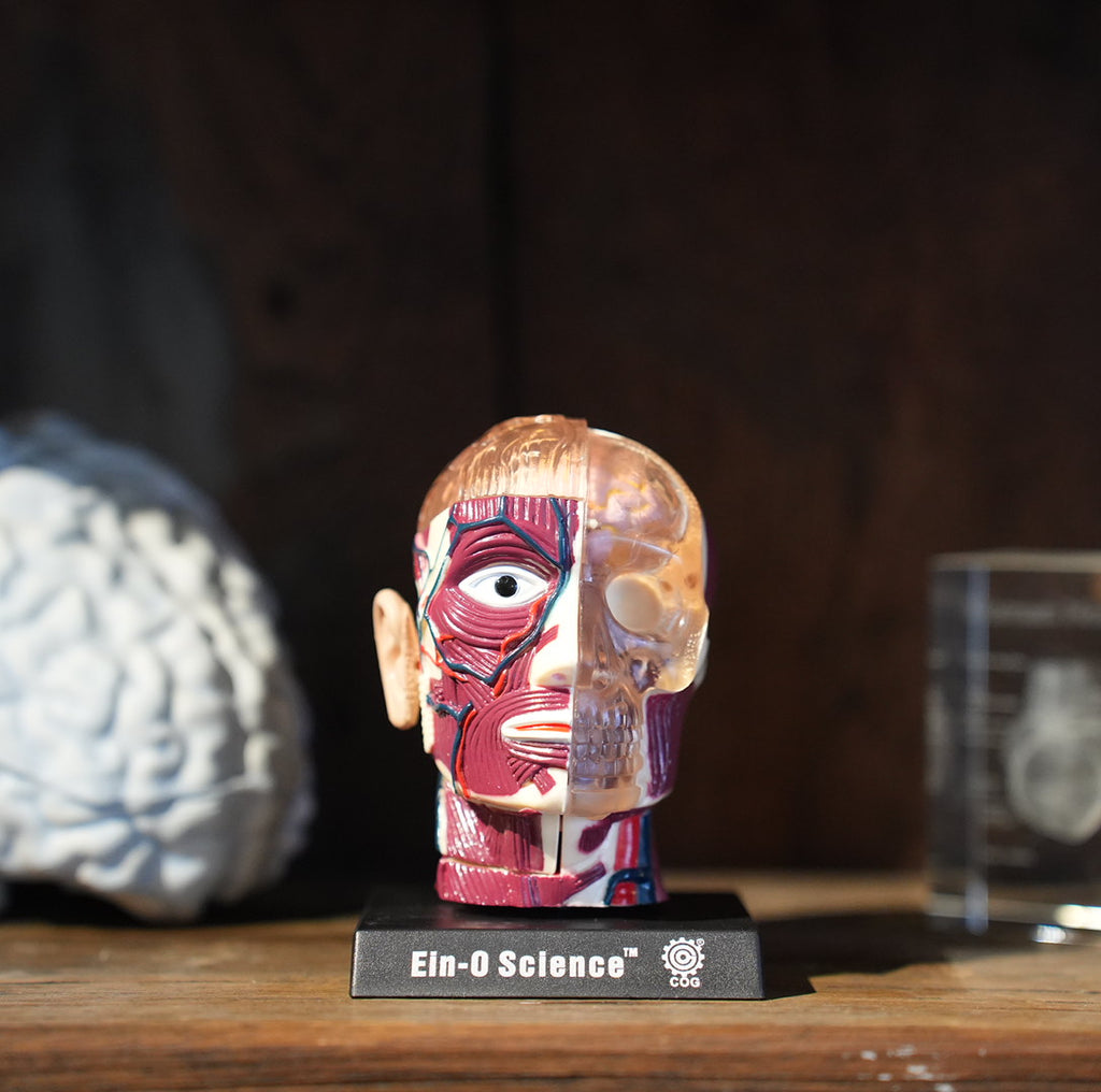 BRAIN&SKULL MODEL