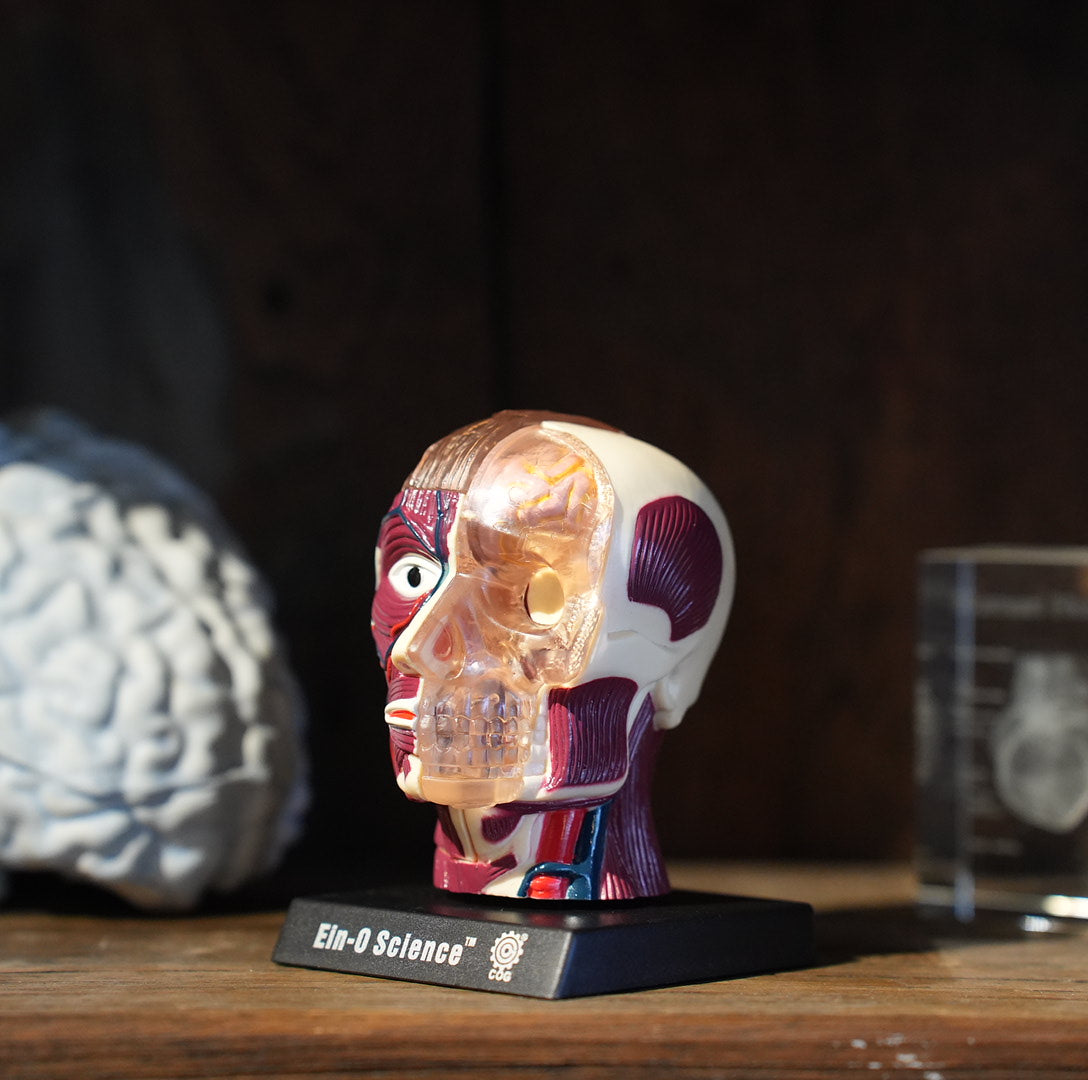 BRAIN&SKULL MODEL