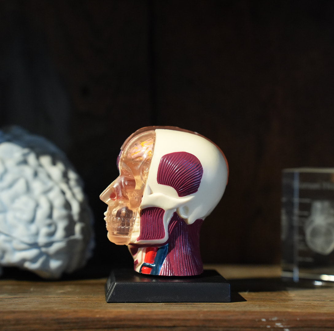 BRAIN&SKULL MODEL