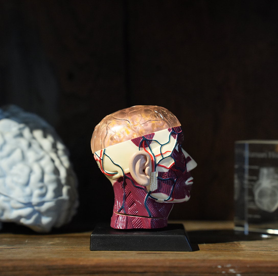 BRAIN&SKULL MODEL