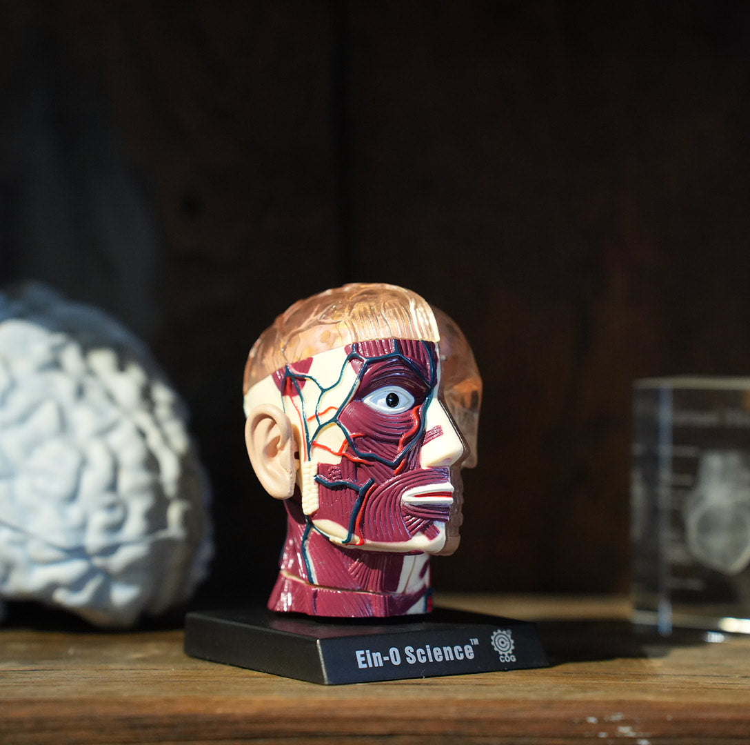 BRAIN&SKULL MODEL
