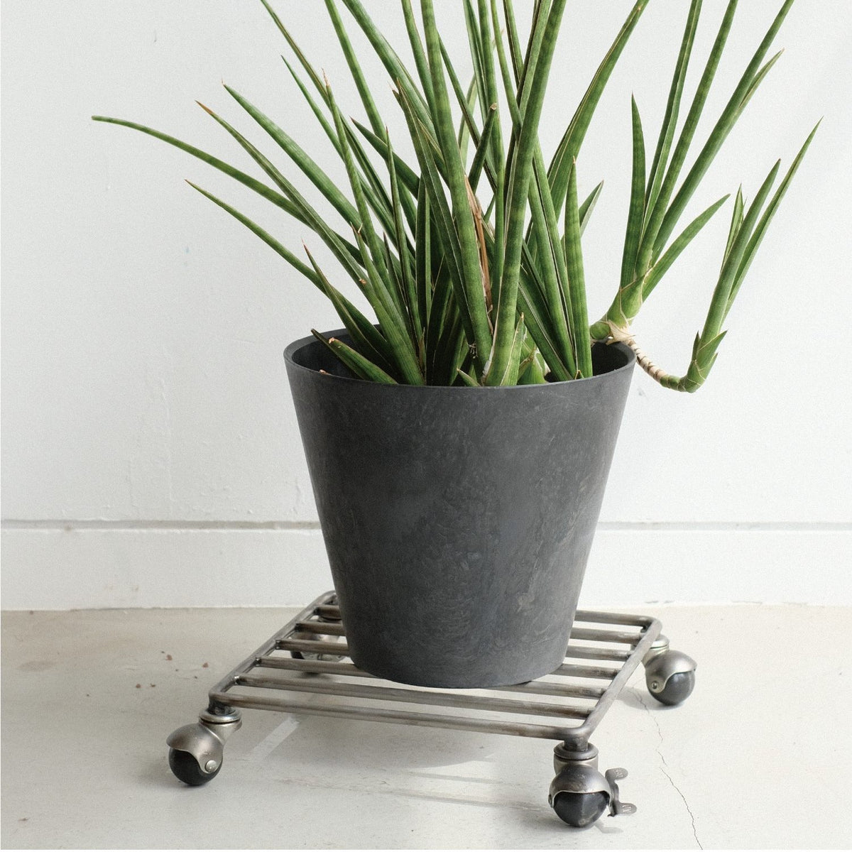 KNOP PLANT CADDY