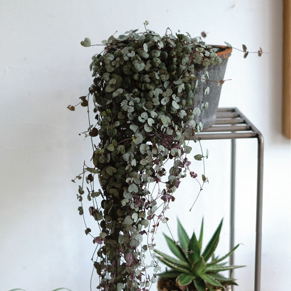 KNOP SHELF