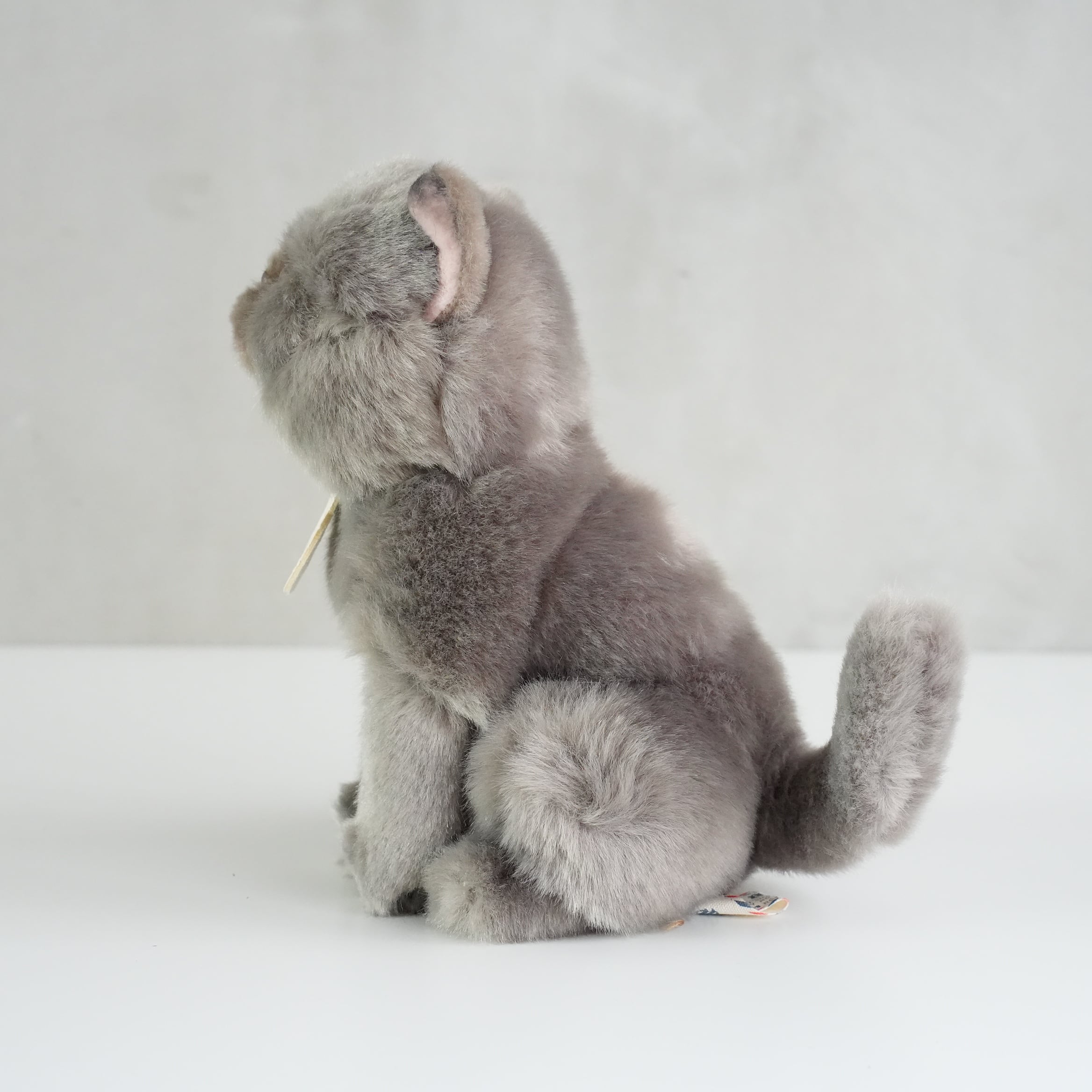 B.T. CHAPS / British Shorthair