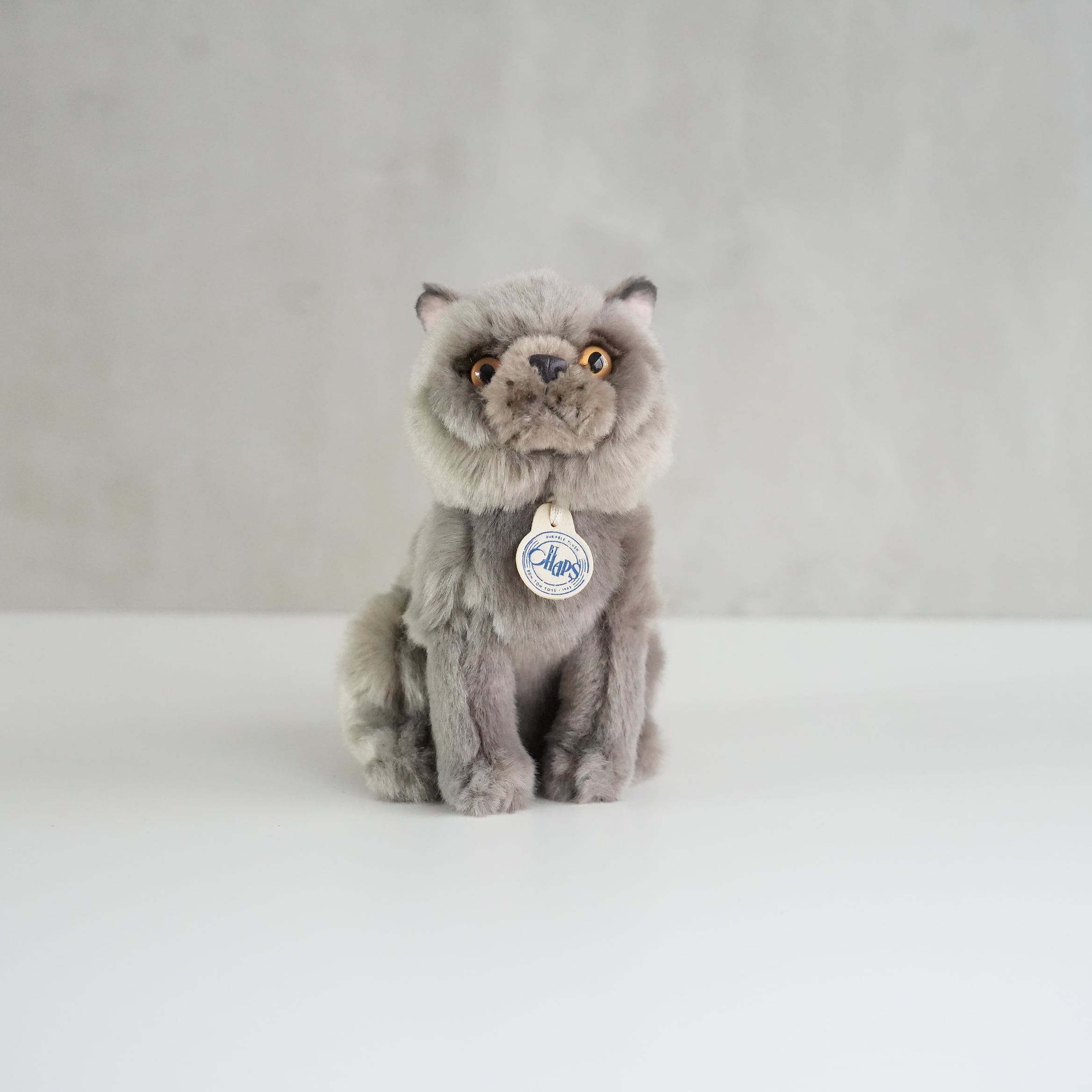 B.T. CHAPS / British Shorthair