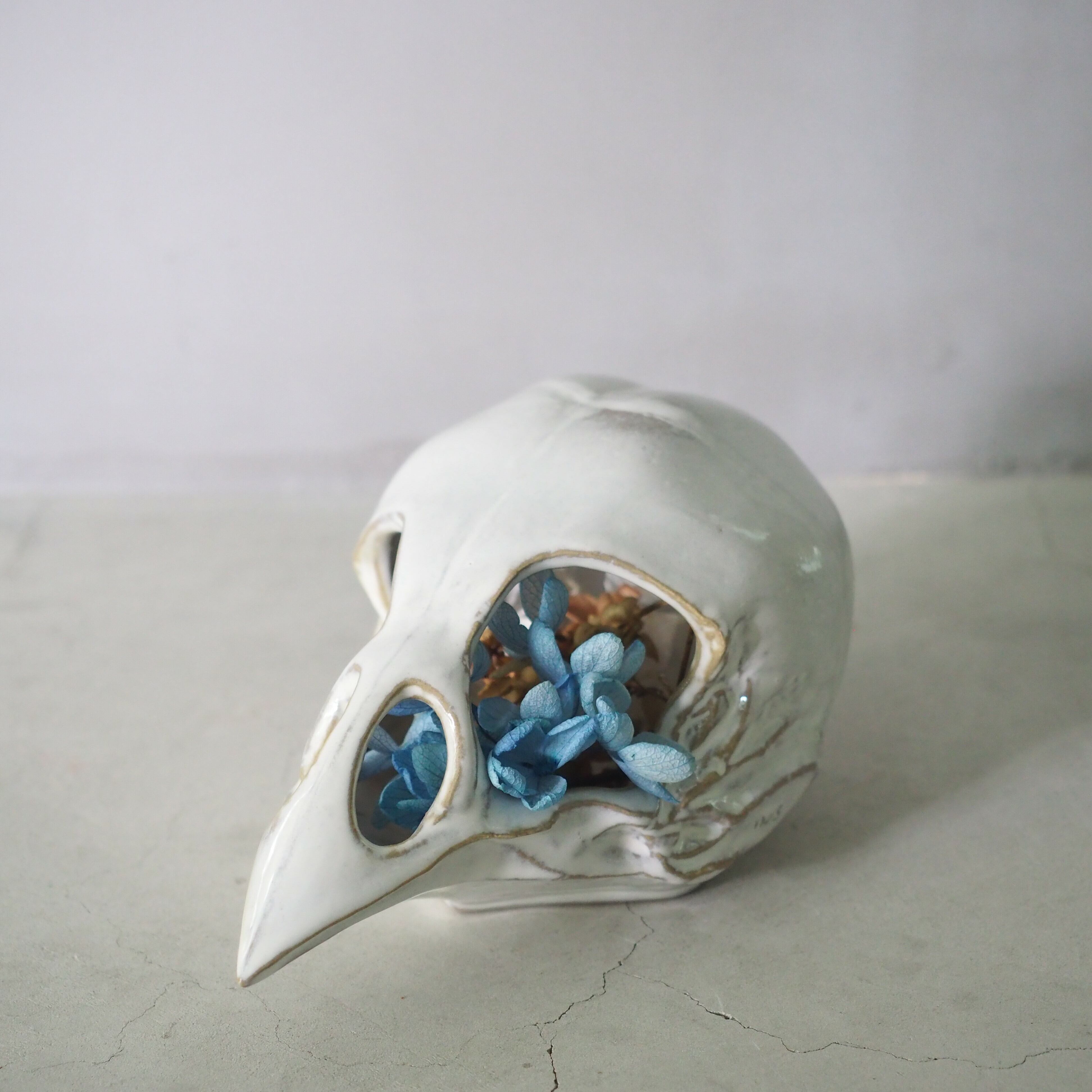 Bird Skull Eye Socket BSK-001